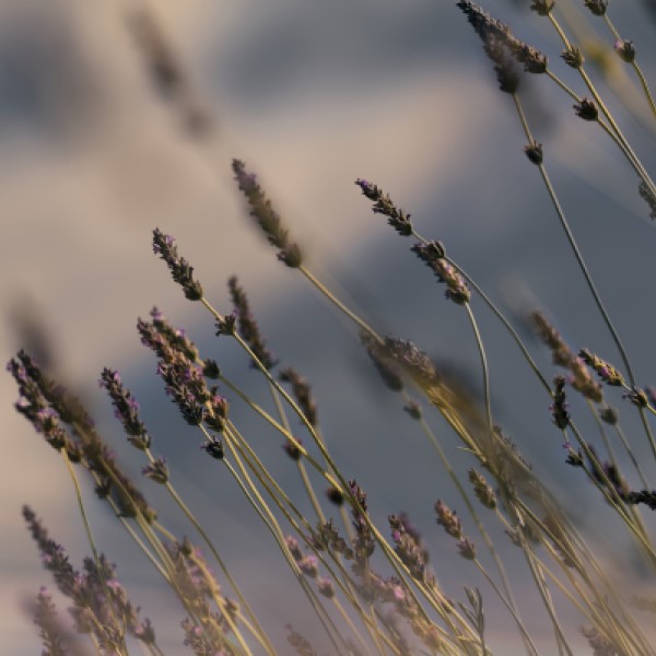 Lavanda