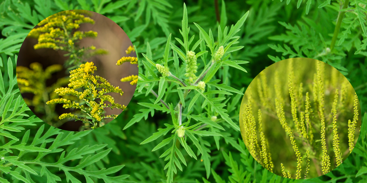 Cum arata ambrozia banner