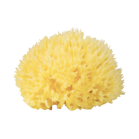 Burete natural de mare Honeycomb nr.12, in gentuta, Babu