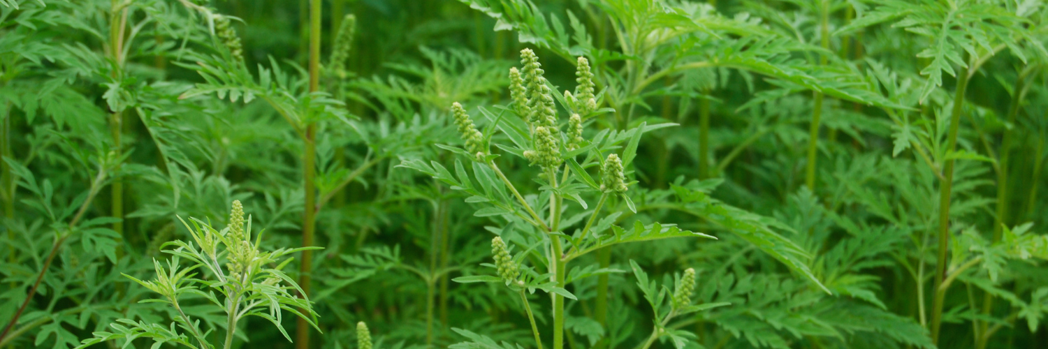 Simptome alergii Ambrozie 