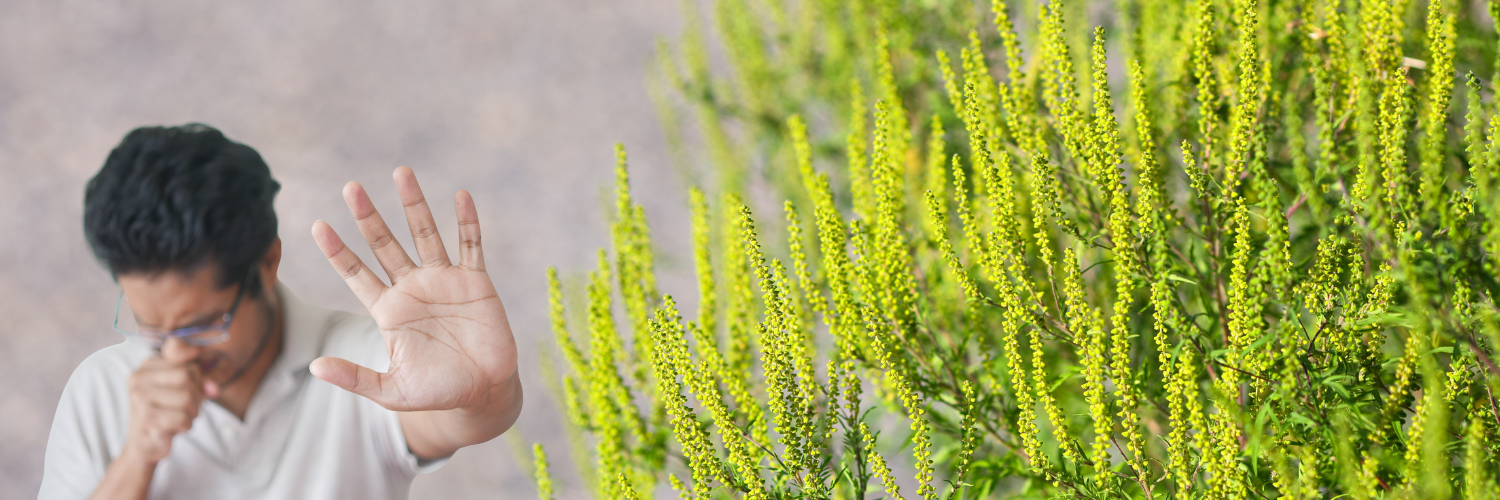 Banner Alergie la Ambrozie
