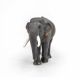 Figurina Elefant Asiatic, +3 ani, Papo 570208