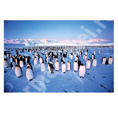 Puzzle Colonie de pinguini, 1000 piese, Clementoni